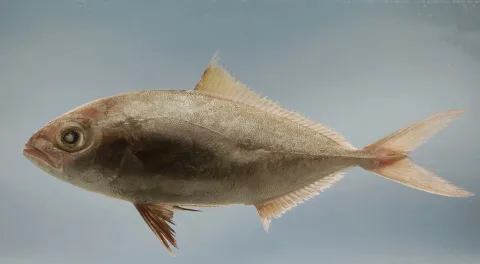 Lesser amberjack — SEFSC Pascagoula Laboratory; Collection of Brandi Noble, NOAA/NMFS/SEFSC. / Wikimedia Commons / Public domain