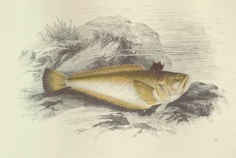 Lesser weever — Wikimedia Commons / Public domain