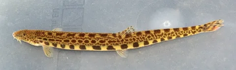 Loach — David Perez / Wikimedia Commons / CC BY 3.0