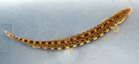 Loach — David Perez / Wikimedia Commons / CC BY 3.0