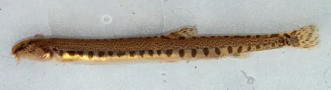 Loach — David Perez / Wikimedia Commons / CC BY 3.0