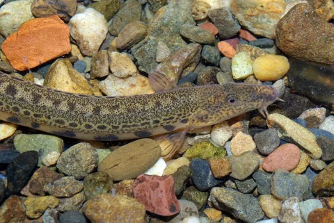 Loach — David Perez / Wikimedia Commons / CC BY 3.0