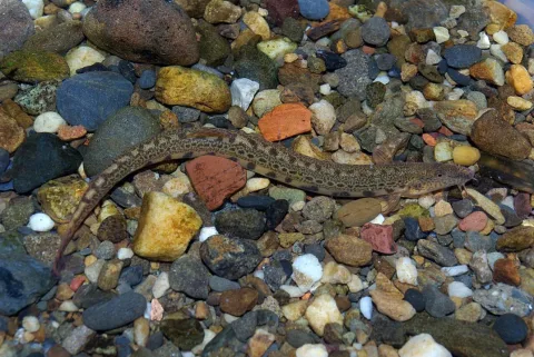 Loach — David Perez / Wikimedia Commons / CC BY 3.0
