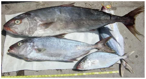 Longfin yellowtail — Williams, J. T.; Carpenter, K. E.; Van Tassell, J. L.; Hoetjes, P.; Toller, W.; Etnoyer, P.; Smith, M. / Wikimedia Commons / CC BY 2.5