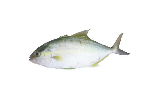 Longfin yellowtail — Hugues Evano (IFREMER, Délégation océan Indien (DOI), Département Ressources Biologiques et Environnement (RBE), F-97420 / Wikimedia Commons / CC BY 4.0