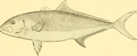 Longfin yellowtail — Internet Archive Book Images / Wikimedia Commons / CC0