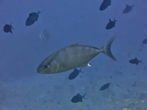 Longfin yellowtail — Julien Bidet / Wikimedia Commons / CC BY-SA 4.0