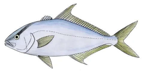 Longfin yellowtail — Kare Kare / Wikimedia Commons / CC BY-SA 3.0