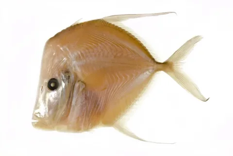 Lookdown — Sandra Raredon/Smithsonian Institution / Wikimedia Commons / Public domain