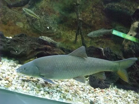 Luciobarbus bocagei — Javi Guerra Hernando / Wikimedia Commons / CC BY-SA 4.0