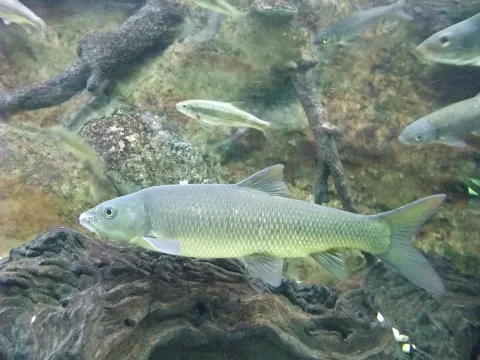Luciobarbus bocagei — Javi Guerra Hernando / Wikimedia Commons / CC BY-SA 4.0