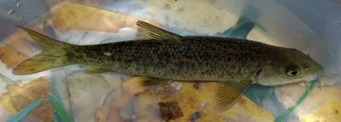 Luciobarbus bocagei — David Perez / Wikimedia Commons / CC BY 3.0