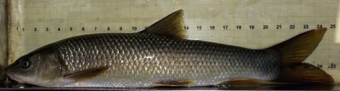 Luciobarbus bocagei — David Perez / Wikimedia Commons / CC BY 3.0