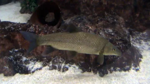Lake trout — Aleuze / Wikimedia Commons / Public domain