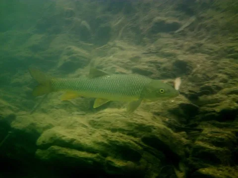 Andalusian barbel — Javier Vázquez Rodríguez / Wikimedia Commons / CC BY-SA 4.0