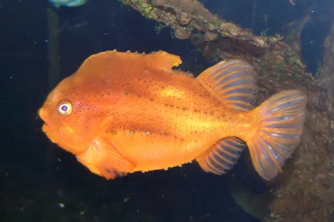 Lumpsucker — Haplochromis / Wikimedia Commons / CC BY-SA 3.0