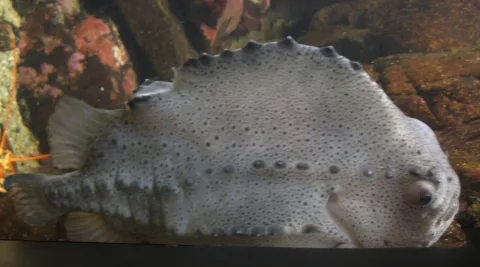 Lumpsucker — Steven G. Johnson / Wikimedia Commons / CC BY-SA 3.0