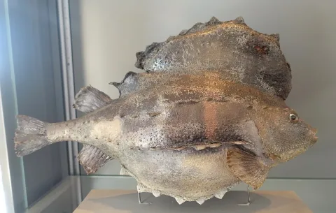 Lumpsucker — Daderot / Wikimedia Commons / CC0
