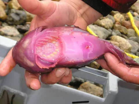 Lumpsucker — Alison Copeland / Wikimedia Commons / CC BY 4.0