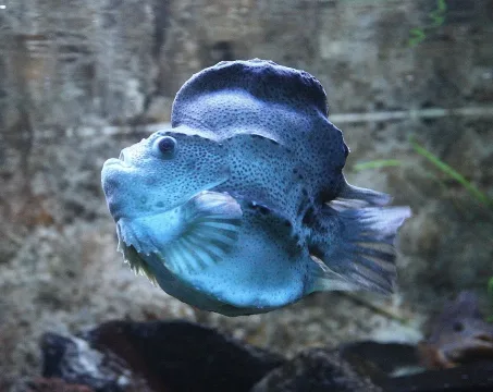 Lumpsucker — Cephas / Wikimedia Commons / CC BY-SA 3.0