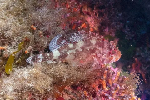 Madeira rockfish — Diego Delso / Wikimedia Commons / CC BY-SA 4.0