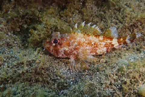 Madeira rockfish — Julien Renoult / Wikimedia Commons / CC BY 4.0
