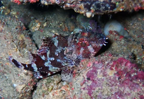 Madeira rockfish — eridanxharahi / Wikimedia Commons / CC BY 4.0