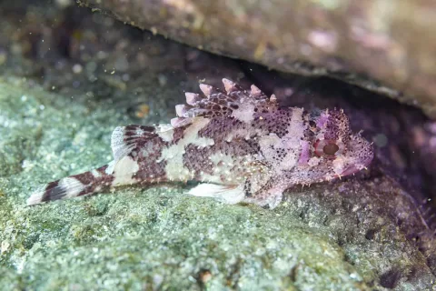 Madeira rockfish — Diego Delso / Wikimedia Commons / CC BY-SA 4.0