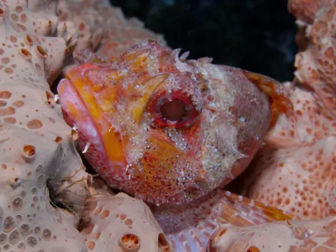 Madeira rockfish — Philippe Guillaume / Wikimedia Commons / CC BY 2.0