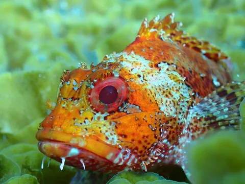 Madeira rockfish — benjobson / Wikimedia Commons / CC BY 4.0