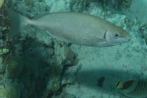Marbled spinefoot — Julien Renoult (jujurenoult) / Wikimedia Commons / CC BY 4.0
