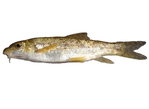 Mediterranean barbel — Original: Caegb (Derivative work: Ellicrum) / Wikimedia Commons / CC BY-SA 4.0