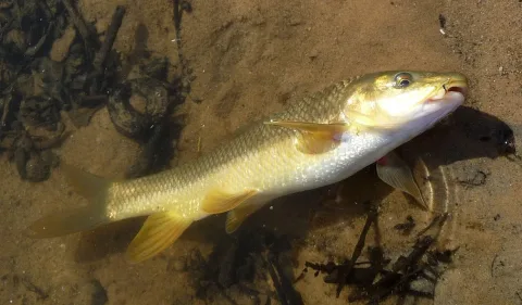 Mediterranean barbel — gailhampshire from Cradley, Malvern, U.K / Wikimedia Commons / CC BY 2.0