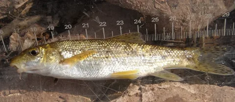 Mediterranean barbel — Caegb / Wikimedia Commons / CC BY-SA 4.0