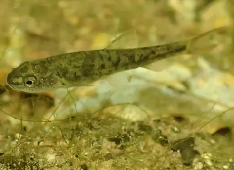 Mediterranean barbel — Wikiwiki / Wikimedia Commons / CC BY-SA 4.0