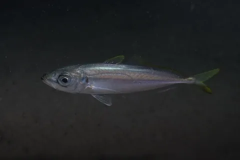 Mediterranean horse mackerel — Julien Renoult / Wikimedia Commons / CC BY 4.0