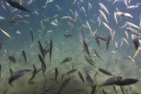Mediterranean horse mackerel — Wikimedia Commons / CC BY 4.0