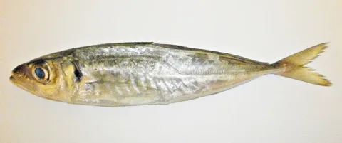 Mediterranean horse mackerel — Foundling / Wikimedia Commons / CC BY-SA 3.0