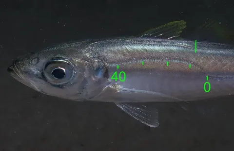 Mediterranean horse mackerel — Julien Renoult / Wikimedia Commons / CC BY 4.0