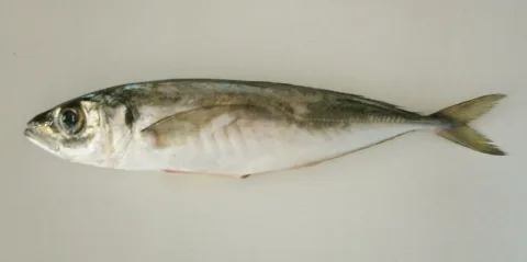 Mediterranean horse mackerel — Foundling / Wikimedia Commons / CC BY 3.0