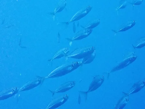 Mediterranean horse mackerel — donalddavesne / Wikimedia Commons / CC BY 4.0