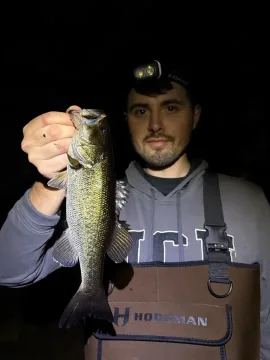 Largemouth black bass — David Emmanuel / Wikimedia Commons / CC0