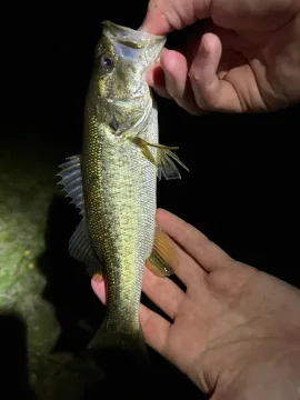 Largemouth black bass — David Emmanuel / Wikimedia Commons / CC0