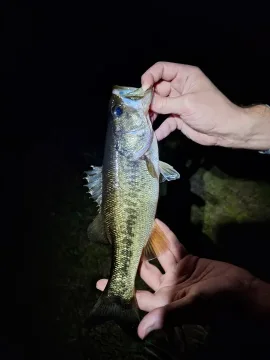 Largemouth black bass — David Emmanuel / Wikimedia Commons / CC0