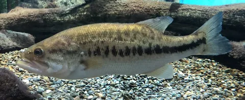 Largemouth black bass — Totti / Wikimedia Commons / CC BY-SA 4.0