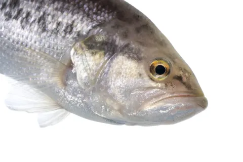Largemouth black bass — USFWS Mountain Prairie / Wikimedia Commons / Public domain