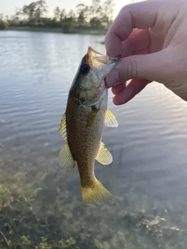 Largemouth black bass — David Emmanuel / Wikimedia Commons / CC0