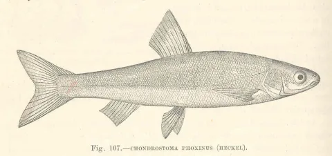 Minnow-nase — Harry Govier Seeley / Wikimedia Commons / Public domain
