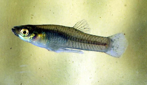 Mosquitofish — NOZO / Wikimedia Commons / CC BY-SA 3.0