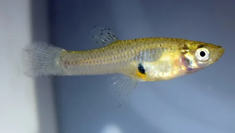 Mosquitofish — Fredlyfish4 / Wikimedia Commons / CC BY-SA 4.0